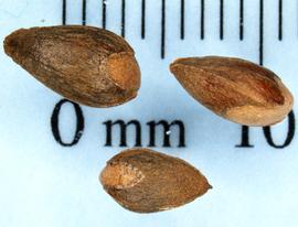  Seeds:  Platycladus orientalis ; Photo by N. Diaz, USDA APHIS PPQ, imageID.idtools.org
